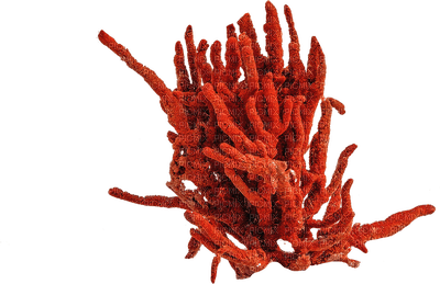 reef coral bp - darmowe png