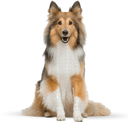chien - Free PNG