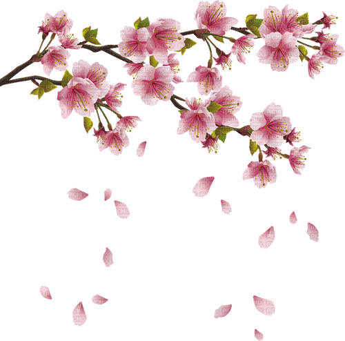 spring flowers - PNG gratuit