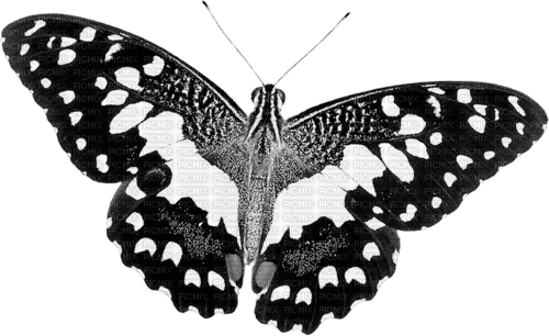 black butterfly Bb2 - ingyenes png