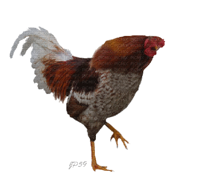 Chicken - Ilmainen animoitu GIF