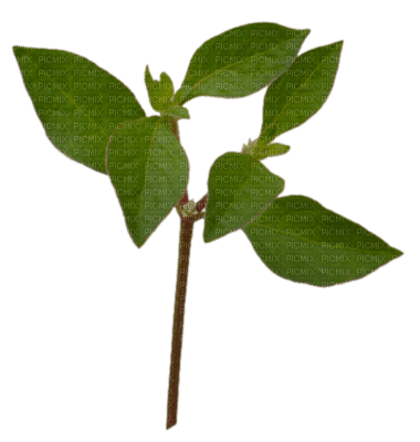 Tube Plante Verte - nemokama png