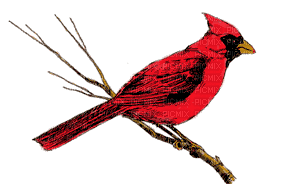 Animated Cardinal 3 - Free animated GIF