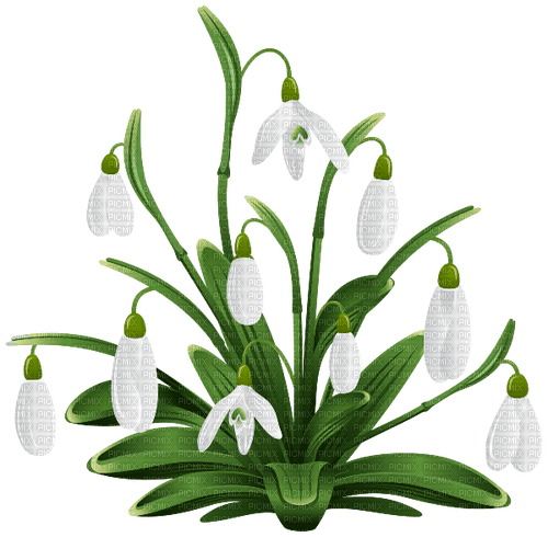 Snowdrops  Bb2 - δωρεάν png