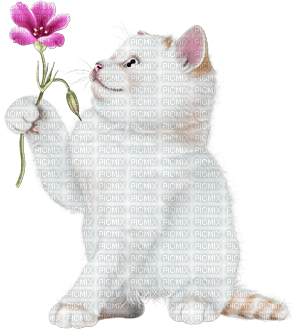 soave cat animals deco flowers white pink - PNG gratuit