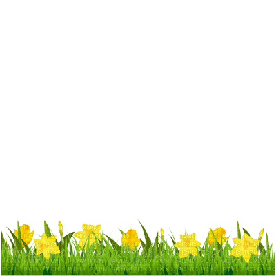 daffodils png - darmowe png