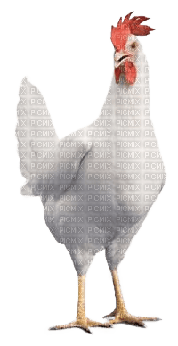 Huhn, weiss - Free PNG