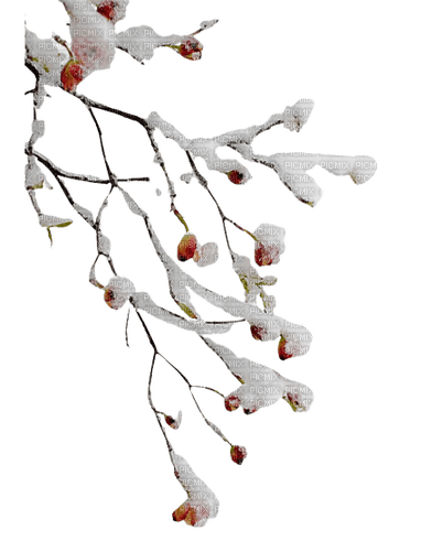 branche hiver - besplatni png