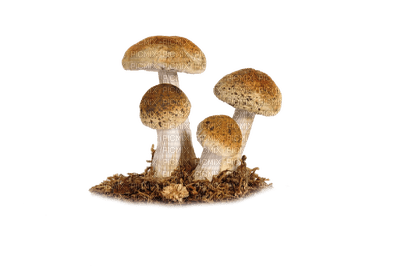 Kaz_Creations Mushrooms - PNG gratuit