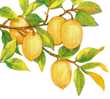 soave deco branch tree lemon summer fruit yellow - ingyenes png