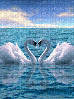 Swans - Nitsa P - Free animated GIF