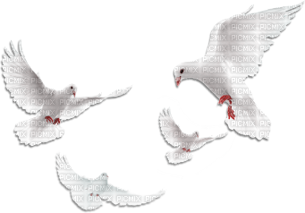 soave deco bird dove white - Free PNG