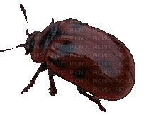 leaf beetle by sloppydemon - Бесплатный анимированный гифка