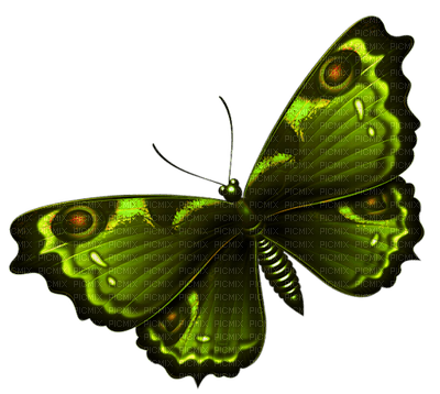 Kaz_Creations Deco Butterfly  Colours - Free PNG