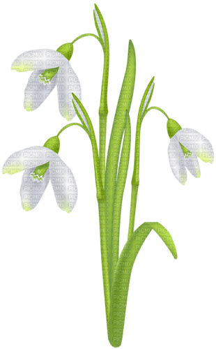 Snowdrops - png grátis
