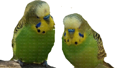 Vogel oiseau bird - Gratis geanimeerde GIF