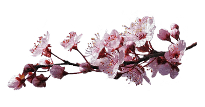 pink flower branch - PNG gratuit