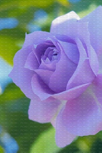 Flower Lilac - By StormGalaxy05 - zadarmo png