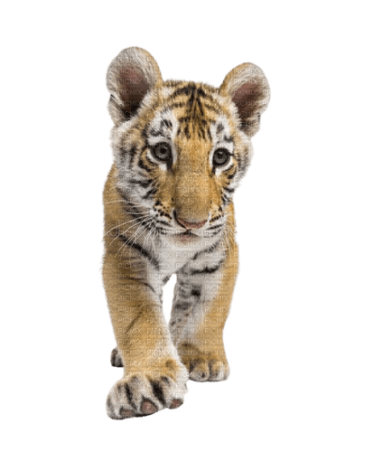 Bébé tigre - darmowe png
