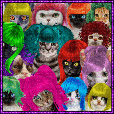 Cats in Colorful Wigs gif - Gratis geanimeerde GIF