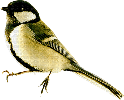 birds katrin - png gratis