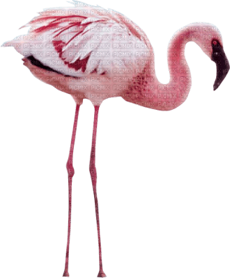 Kaz_Creations Flamingos Birds Bird - gratis png