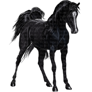 horse - 免费PNG