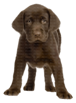 cecily-chien - png gratis
