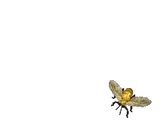honey bee bp - GIF animado grátis