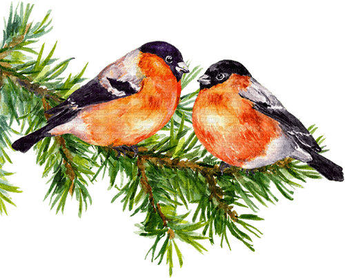 Vögel auf Zweig - ücretsiz png