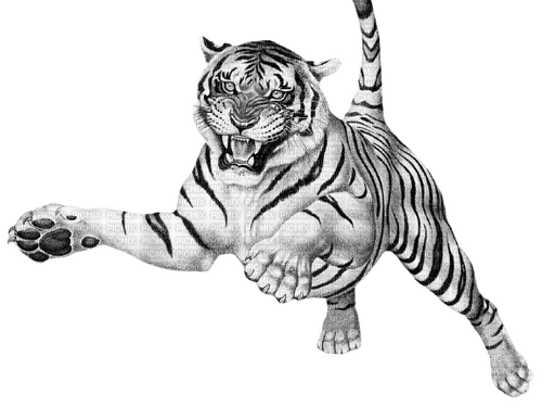 tiger jump - PNG gratuit