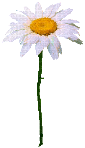 Flower.Daisy.White.Yellow.Animated - KittyKatLuv - GIF animé gratuit