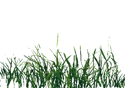 l'herbe