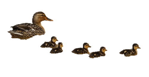 ducks familie - png ฟรี