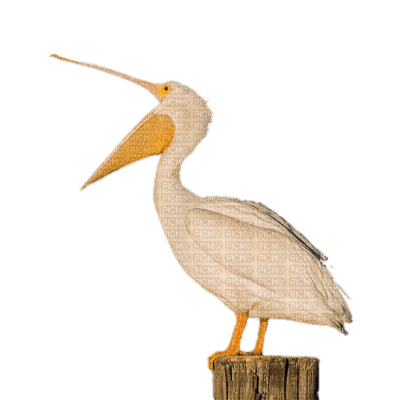 Pelican - 免费PNG