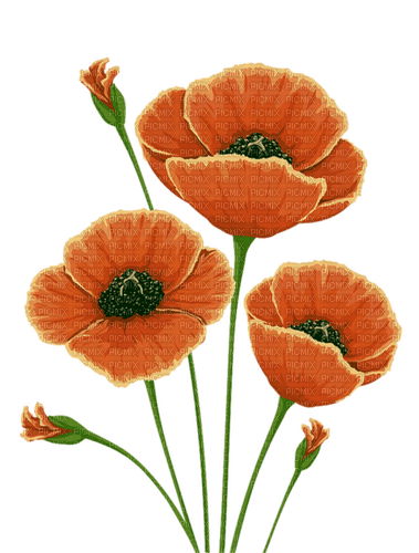 flores amapolas - png gratis