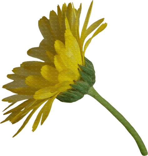 flower by nataliplus - бесплатно png