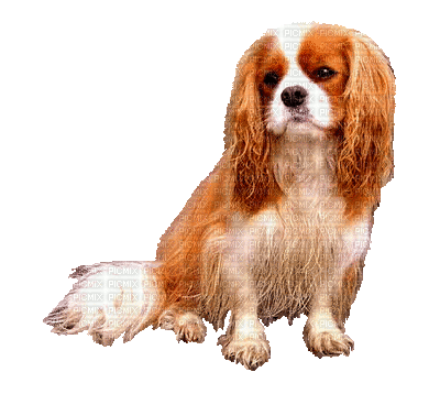 un perro de orejas y cola larga sentado sobre sus patas traseras de color cafe con blanco mirado sobre su hombro derecho.