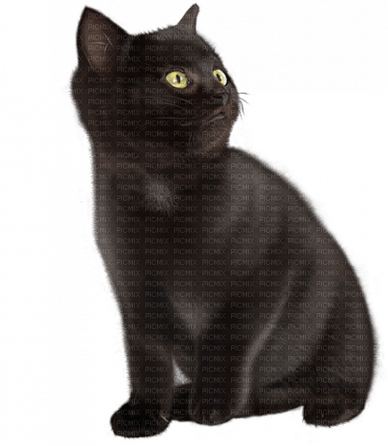 black cat by nataliplus - Free PNG