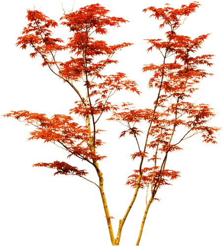 Tree.Autumn.Red.Orange - gratis png