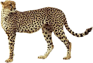 cheetah bp - nemokama png