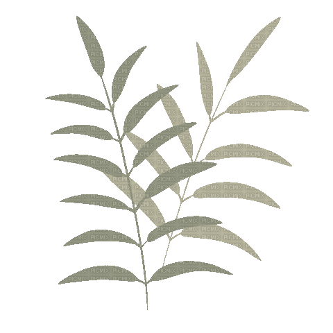 Plants.Plante.Branche.Branch.gif.Victoriabea - Animovaný GIF zadarmo