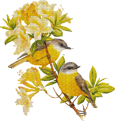 Yellow birds. - Free animated GIF - PicMix