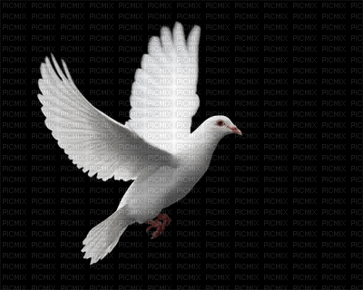 colombe - GIF animé gratuit