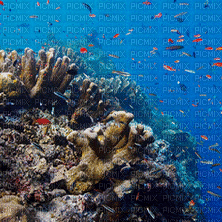 Rena Water Wasser Underwater - Gratis animeret GIF