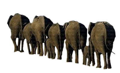 Kaz_Creations Elephants Elephant - gratis png