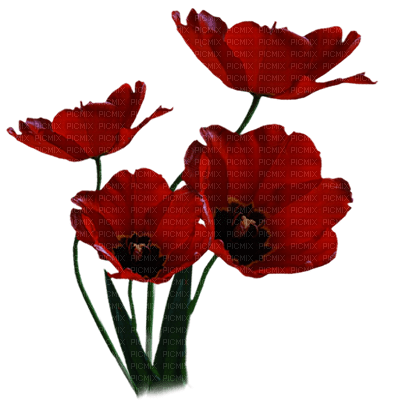 flores  dubravka4 - 免费PNG