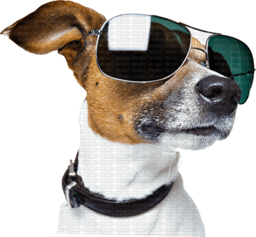 dog with eyeglasses - бесплатно png