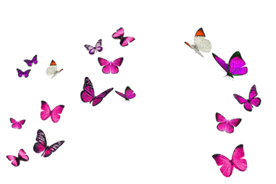 All  my butterflys - ilmainen png
