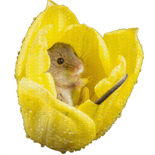 little flower mouse - Free PNG